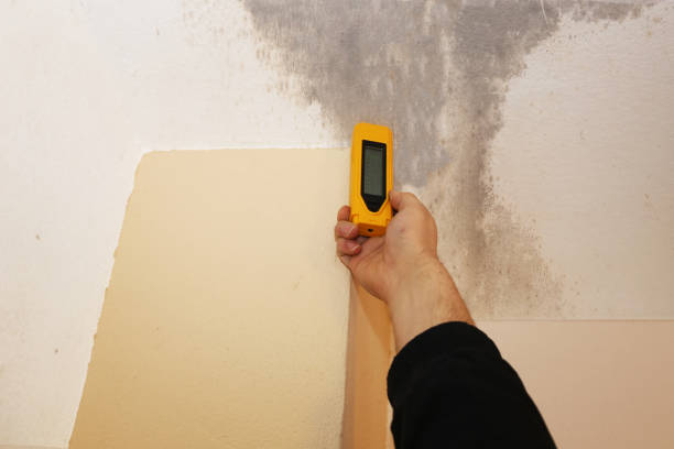 Best Forensic Mold Investigation  in Glendive, MT