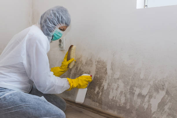 Best Mold Documentation for Insurance Claims  in Glendive, MT