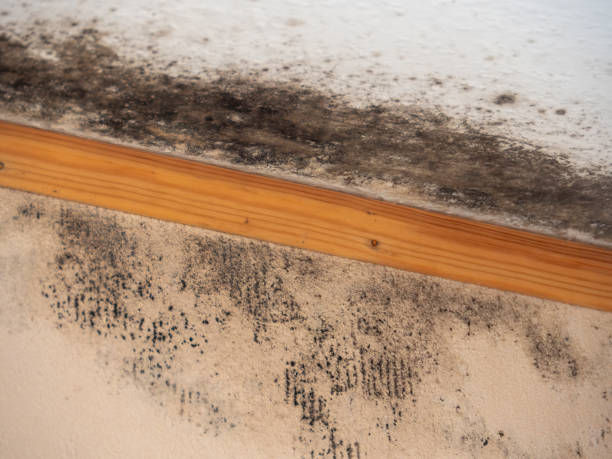 Trusted Glendive, MT Mold Removal Experts