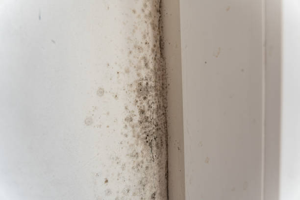 Best Crawl Space Mold Remediation  in Glendive, MT